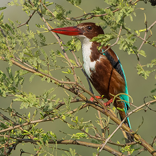 Keoladeo - White-throated kingfisher